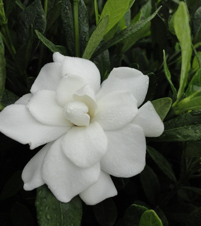 Double Mint Gardenia